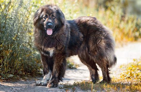 giant russian bear dog|russian bear dog pictures.